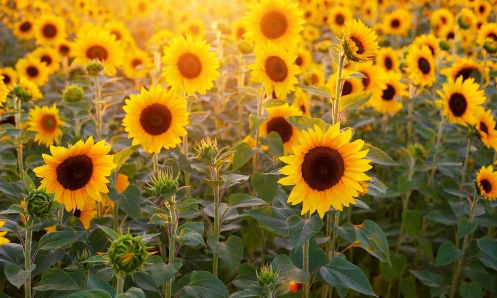 Rose Urns: Unique and Beautiful to Honor the Loved One