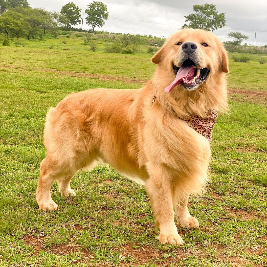 Pet Cremation Keepsake - Solamore