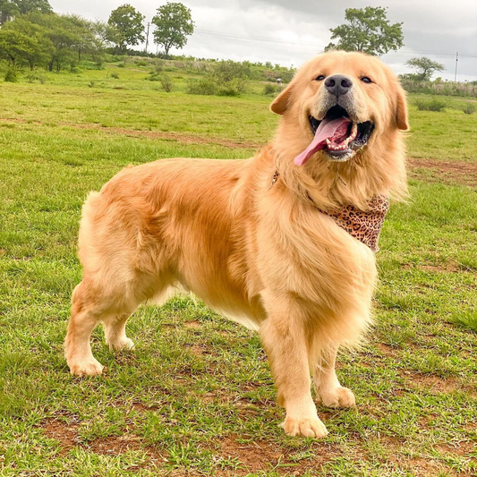 Pet Cremation Keepsake - Solamore