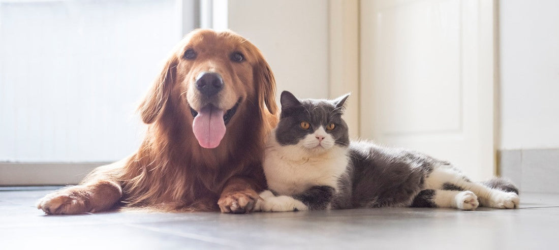 Prayers for the Death of a Cherished Pet by Meaningful Memorial Keepsakes - Solamore